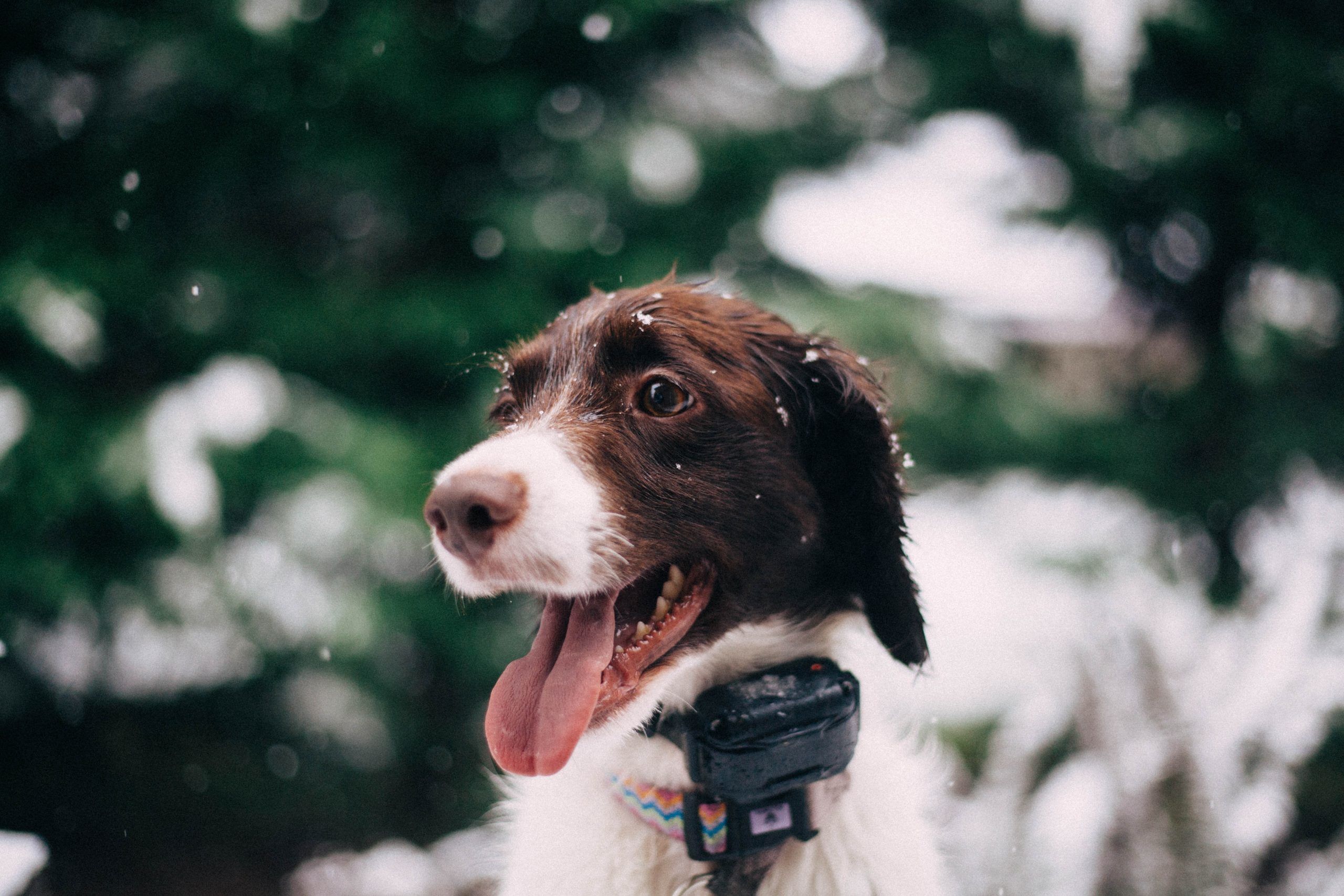 Best Bark Collars for 2020