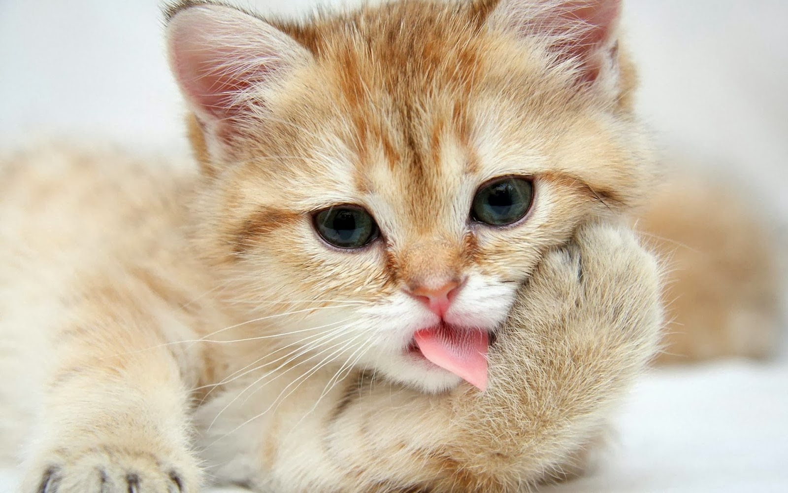 fullhd3dwallpapers: Innocent Cat