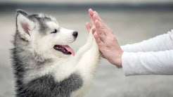 CHI BASTONA UN CANE E' UN INFAME