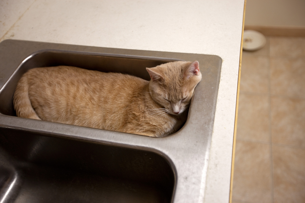 23 Cute cats in sinks (23 pics) Amazing Creatures