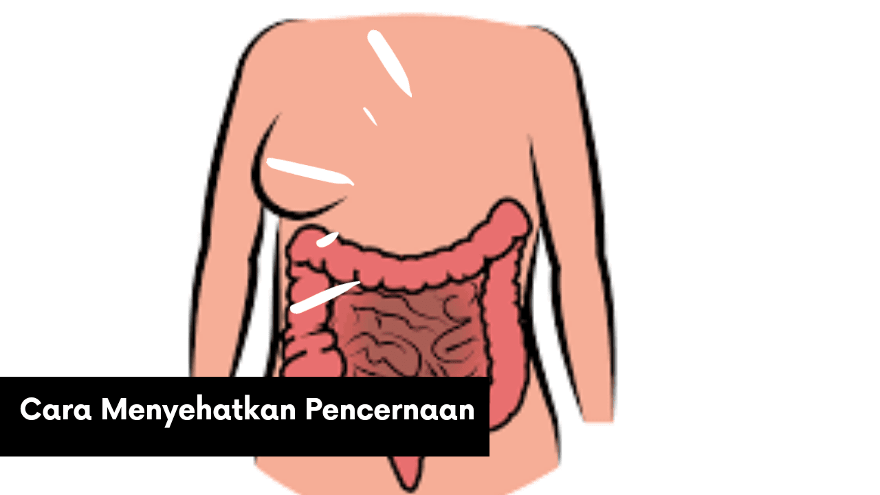 2 Cara Untuk Menyehatkan Sistem Pencernaan Tubuh - Blog ...
