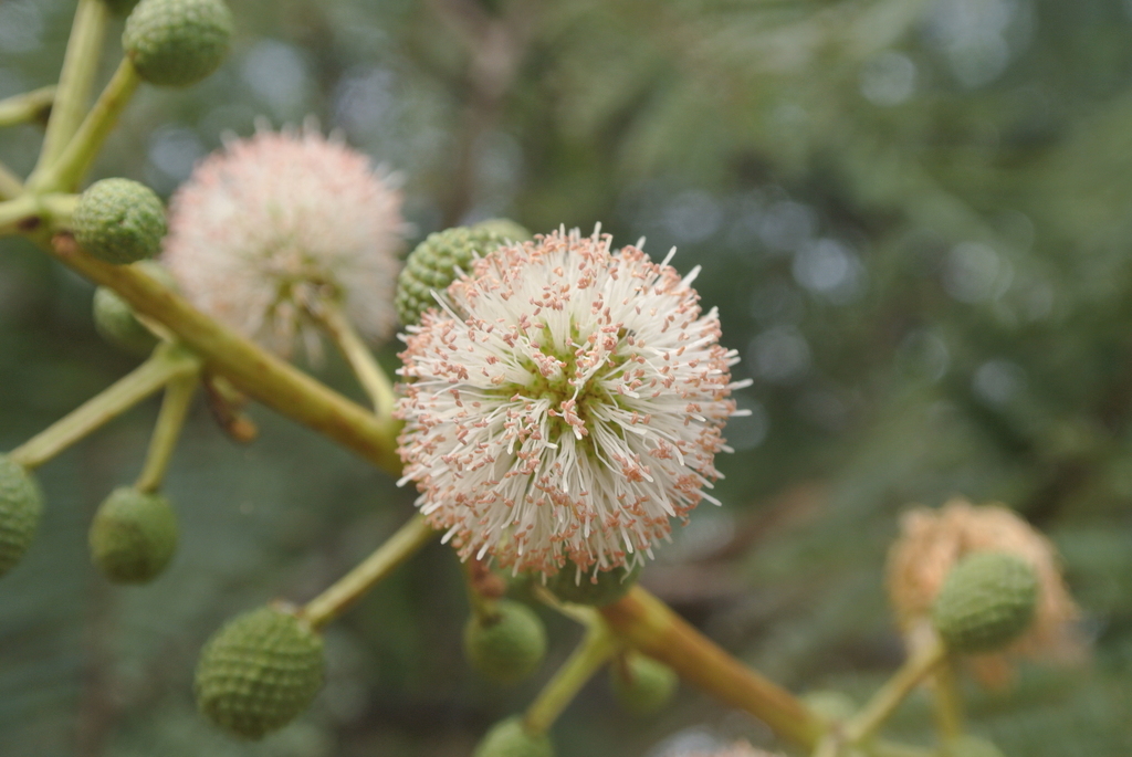 Conociendo México Guaje, el árbol y fruto de origen mexicano