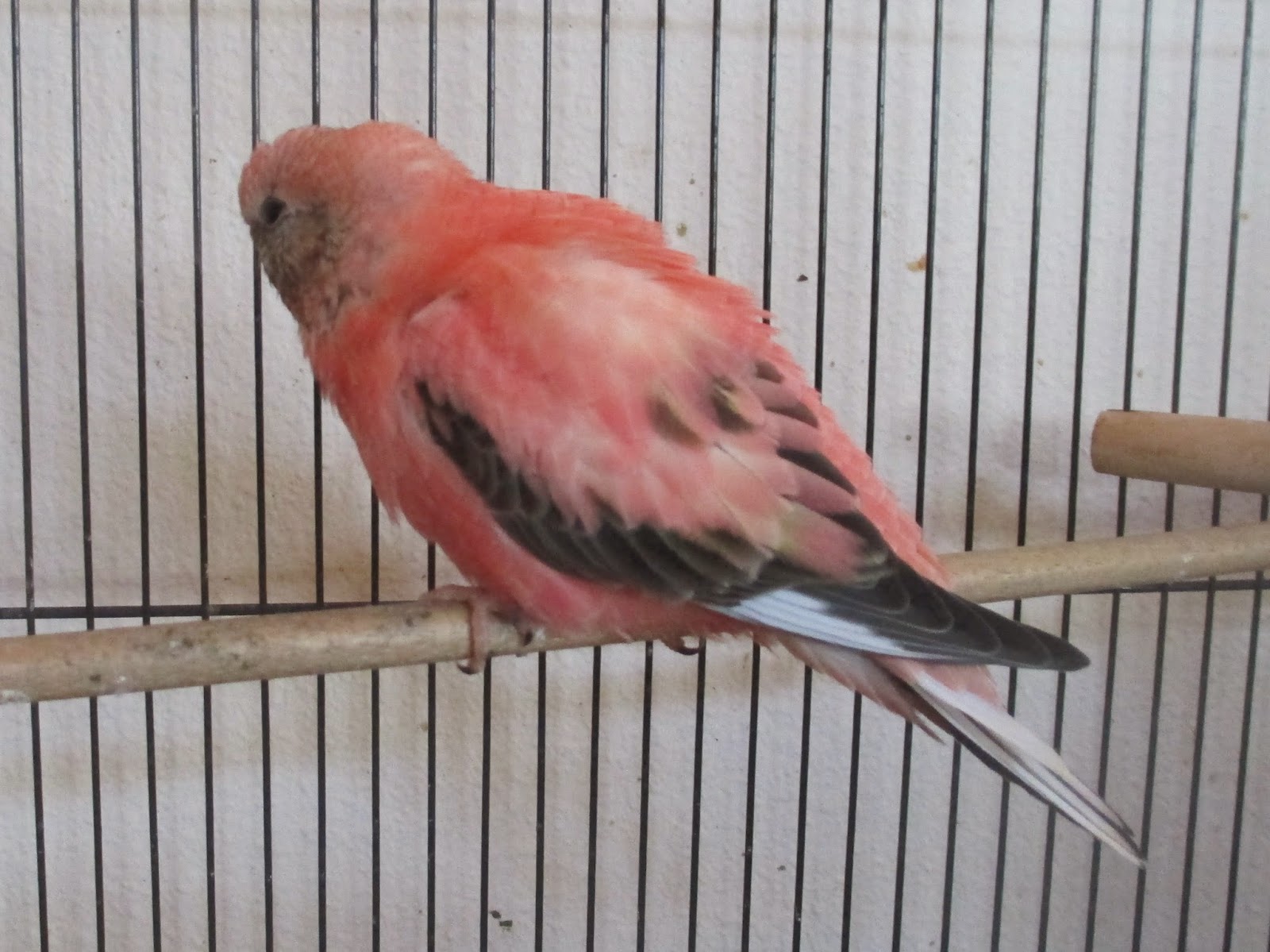 The Splendid Bourke Bird Blog Bourke Parakeets For Sale Babies, Hand