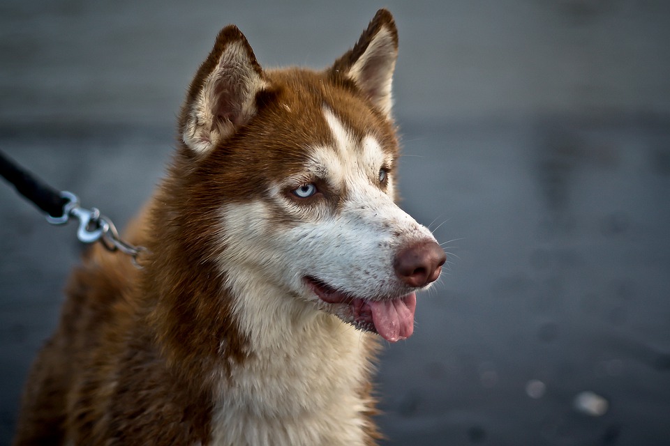 köpek vidyoları