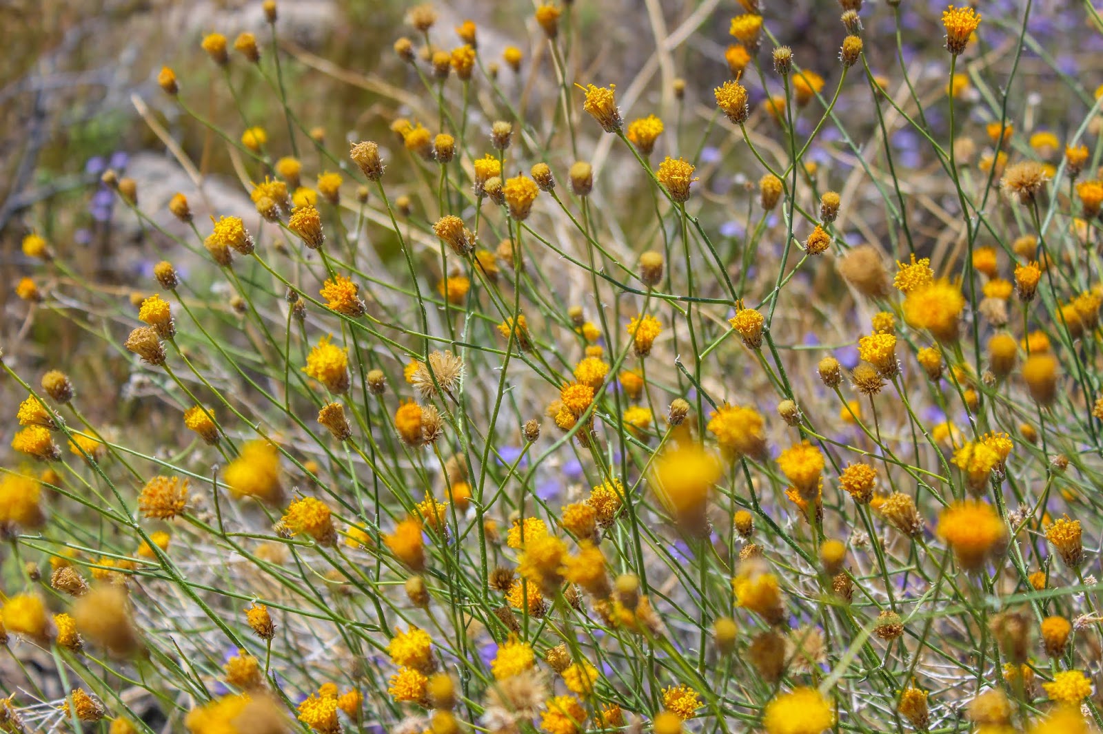 Cannundrums Button Brittlebush