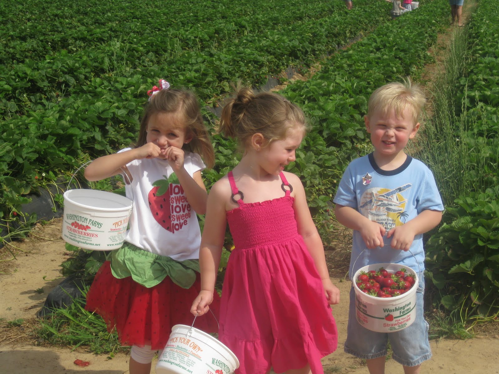 Knight and Day Strawberry Picking at Washington Farms