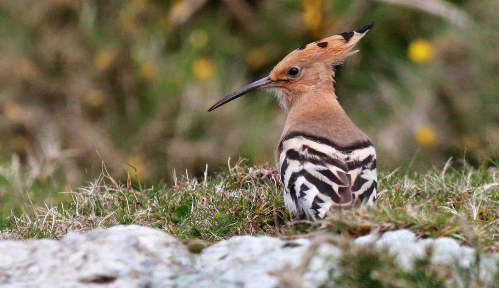 Hoopoe