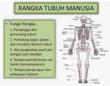 Seri Ipa Kelas Viii Smp Sistem Gerak Pada Manusia