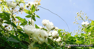 rosa del giardino visitabile della fattoria didattica dell ortica a Savigno Valsamoggia Bologna vicino Zocca nell Appennino