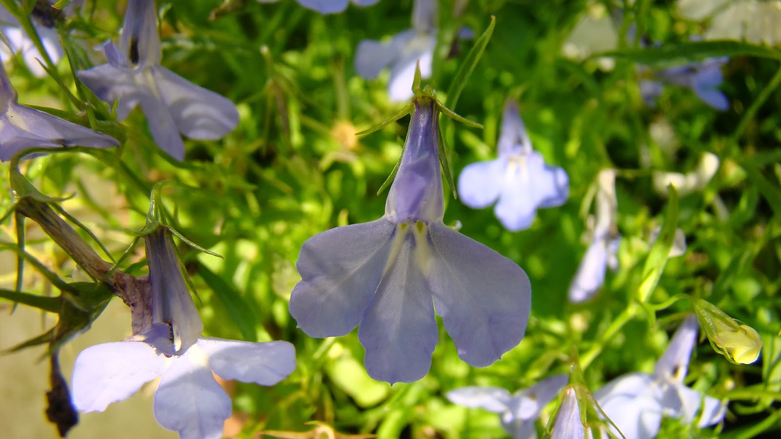 Flowers by Friends Lobelia by Liz