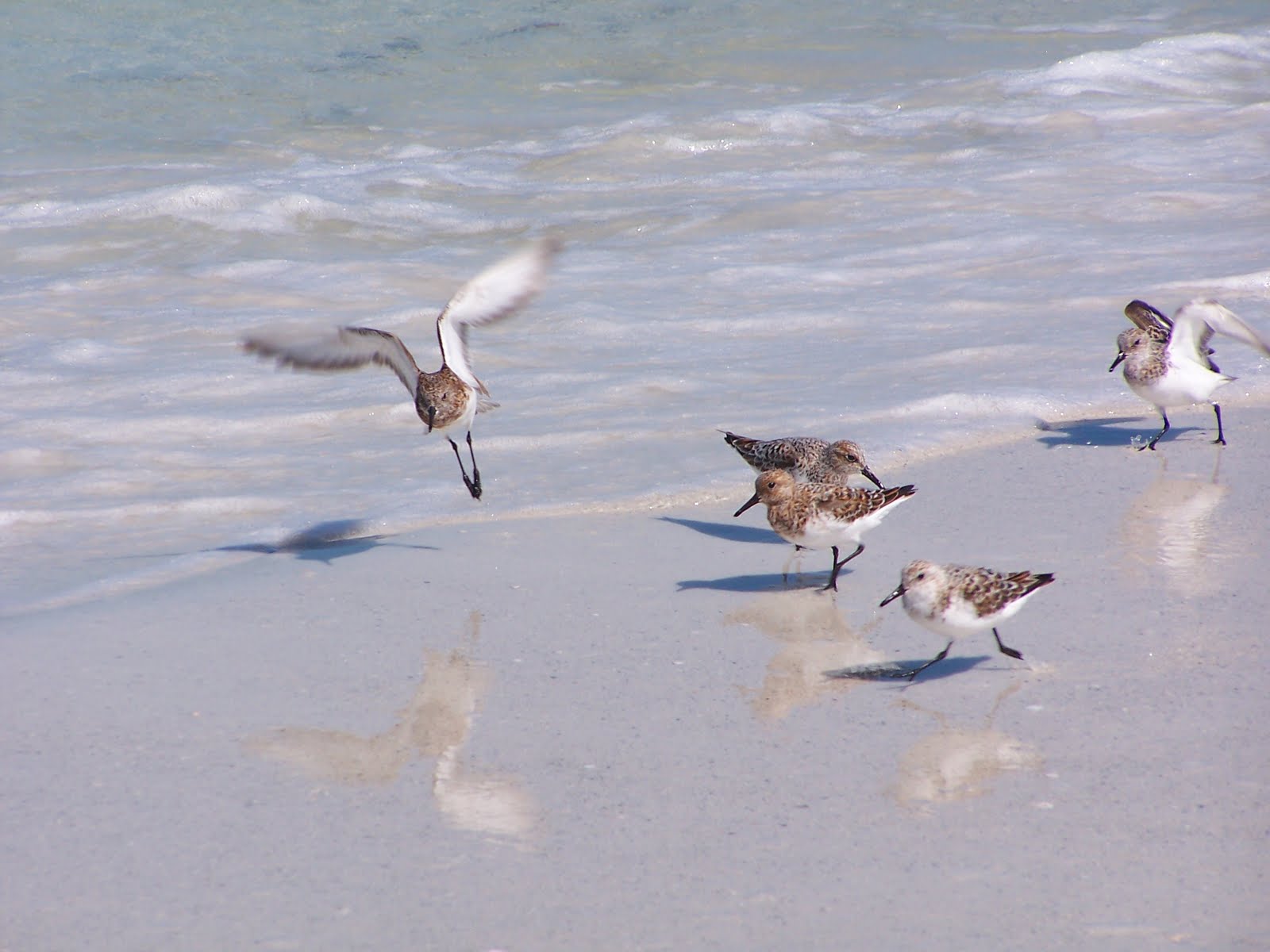 Green Place Seabirds on a Florida Beach