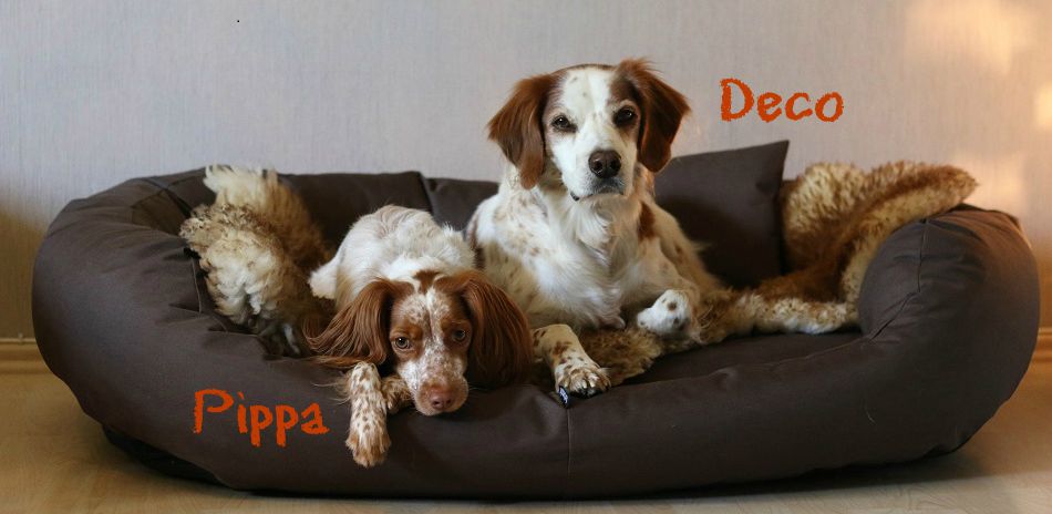 Hundeblog | Fressen, Kuscheln Buddeln...