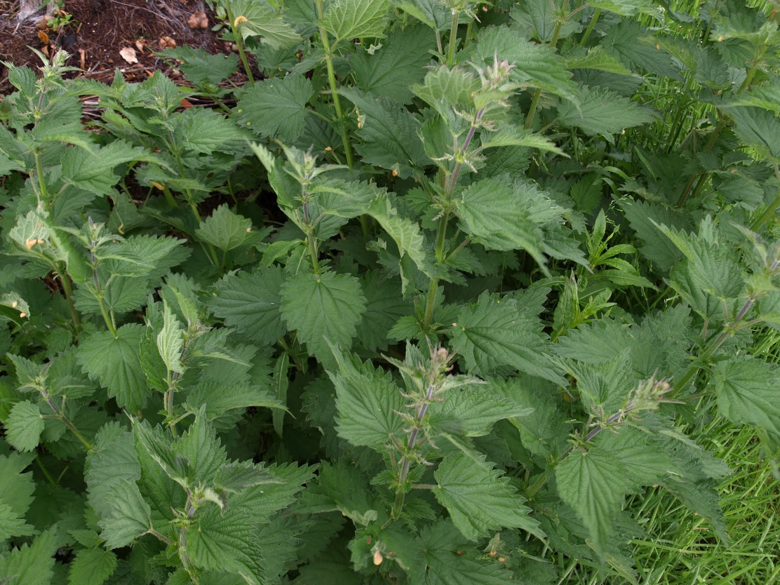 Raw Edible Plants The Best Edible Wild Plants in Britain