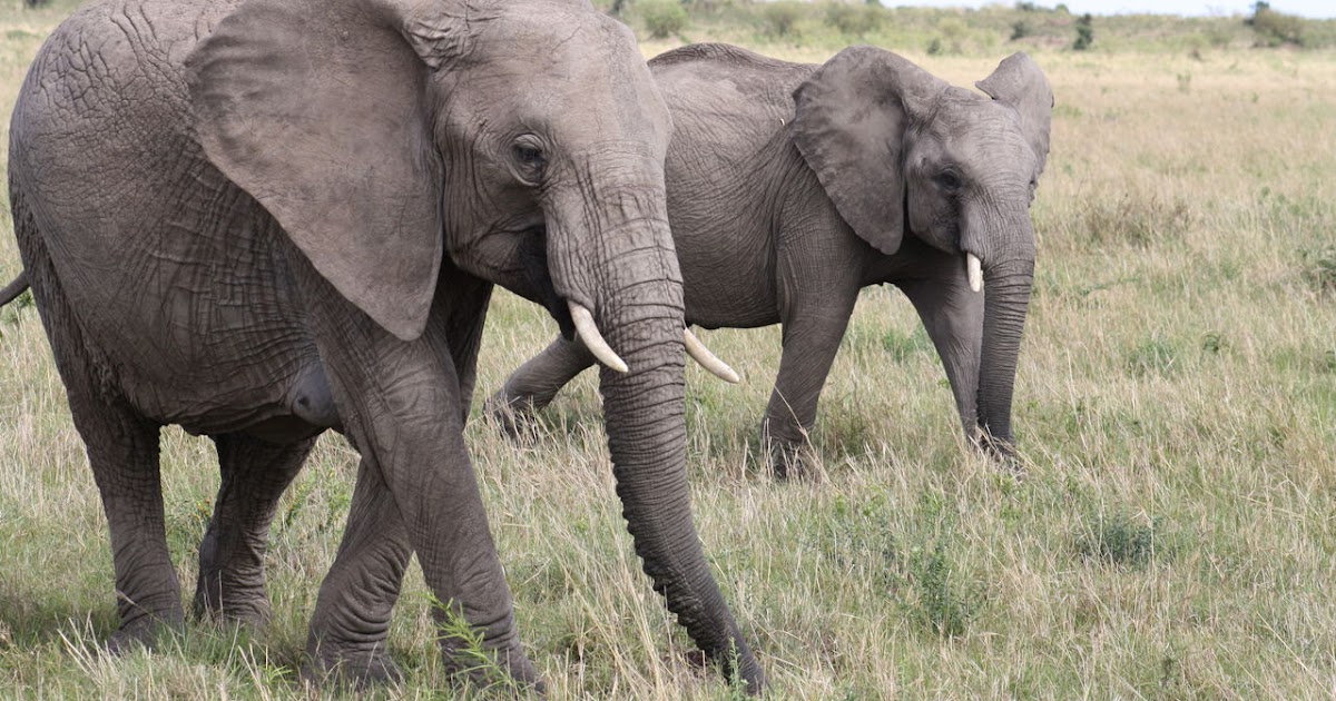 General Knowledge Facts Elephants are the only animals that can't jump.