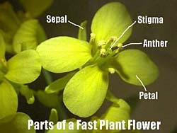 flowers for flower lovers.: Brassica Flowers.