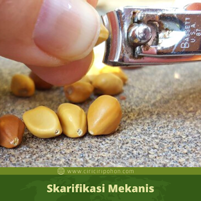 Skarifikasi Mekanis