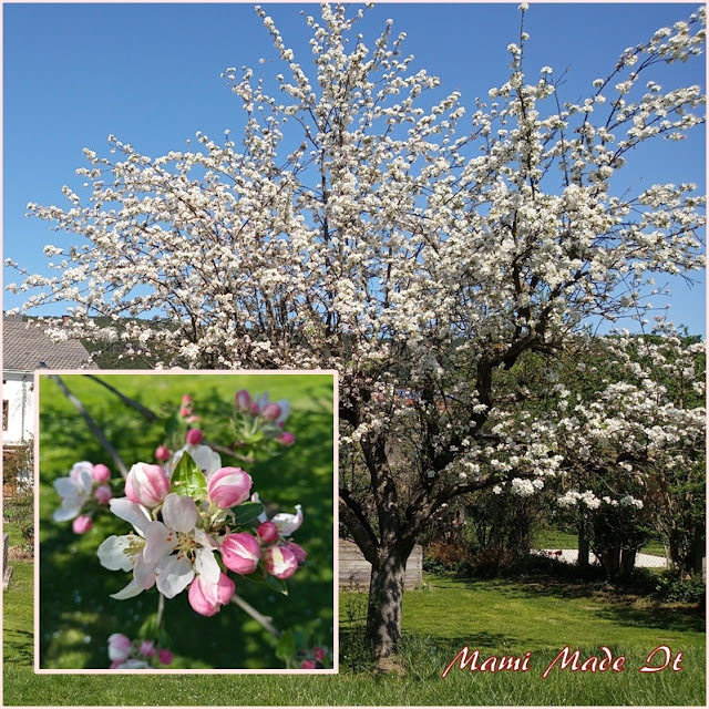 Apfelblüte - apple blossom
