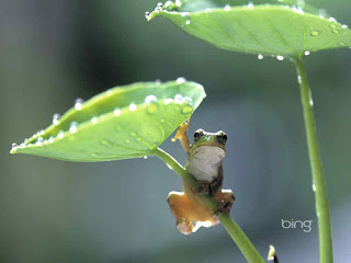 beautiful frog background hd