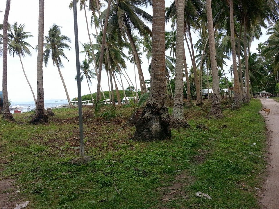 Bohol Island Lots & Beaches Panglao Island Bohol Beach Lot for Sale