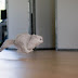 10 Fotografías que comprueban que los gatos saben volar