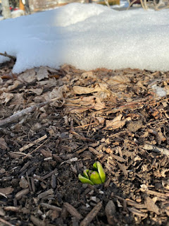 Flower Bulb Popping Out of the Ground!