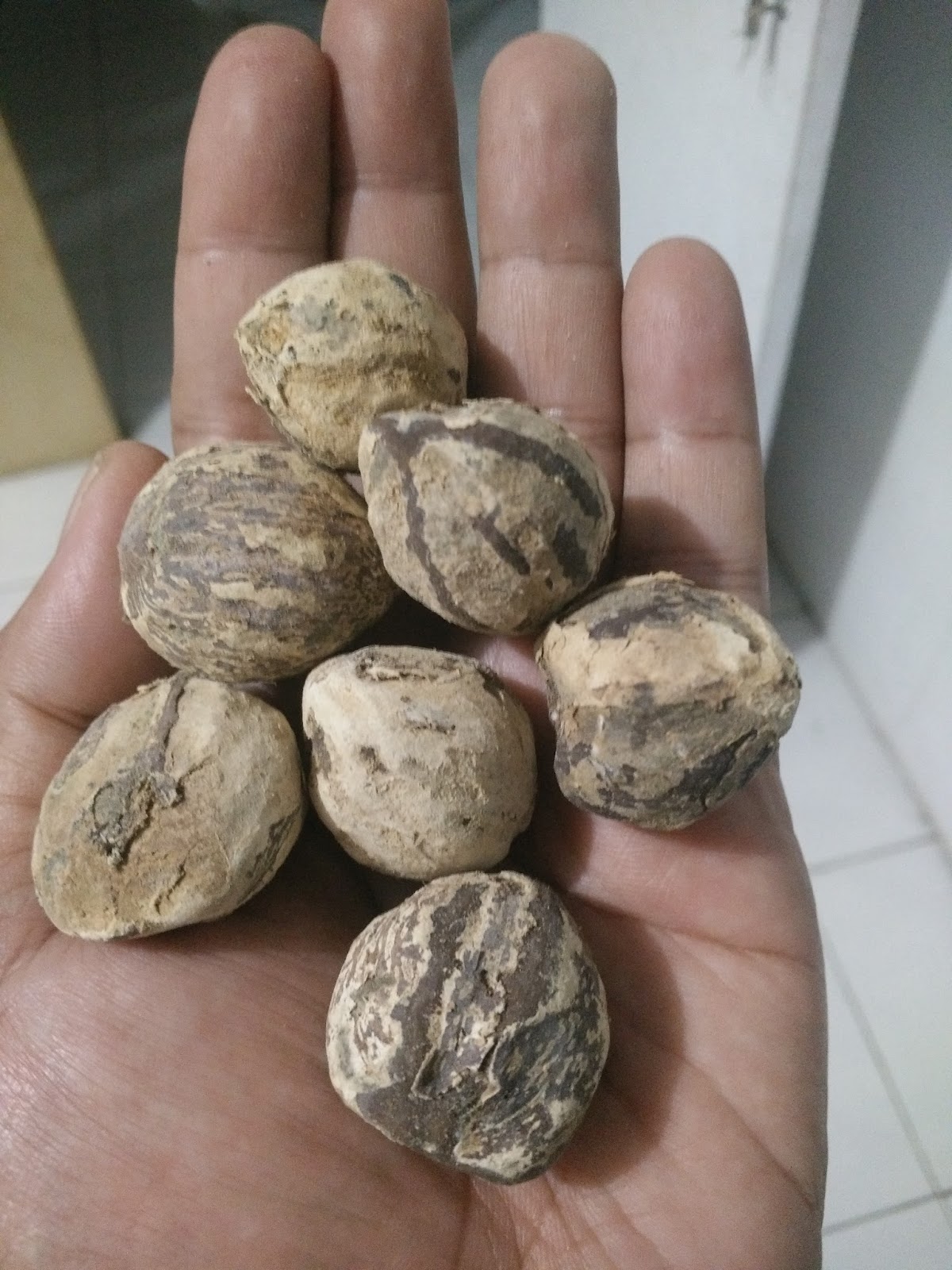 Jual Benih atau Bibit Kehutanan, Palawija, Kacangan LCC