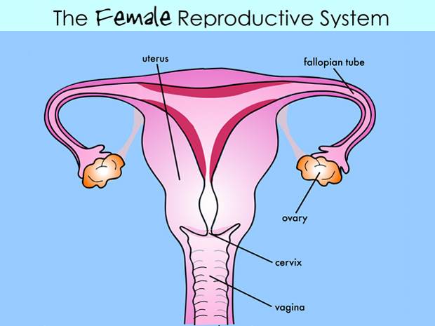 Ignasi Peraire Science Blog Male And Female Reproductive Systems 6th