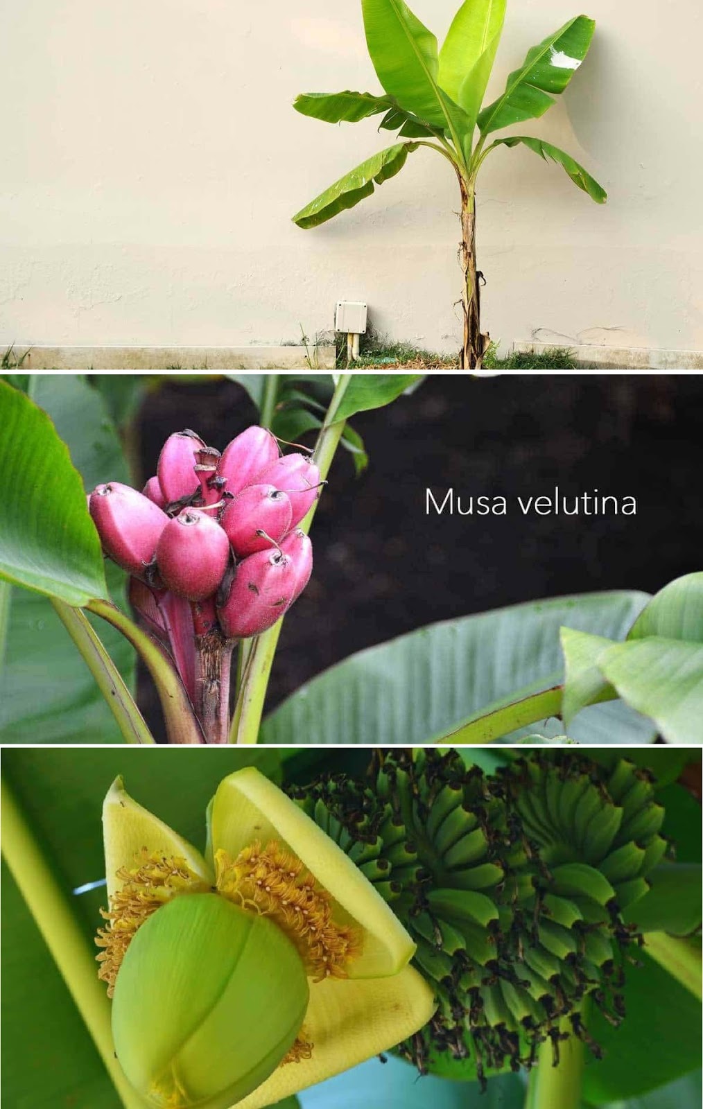 how to take care of banana plant how to take care of banana plant