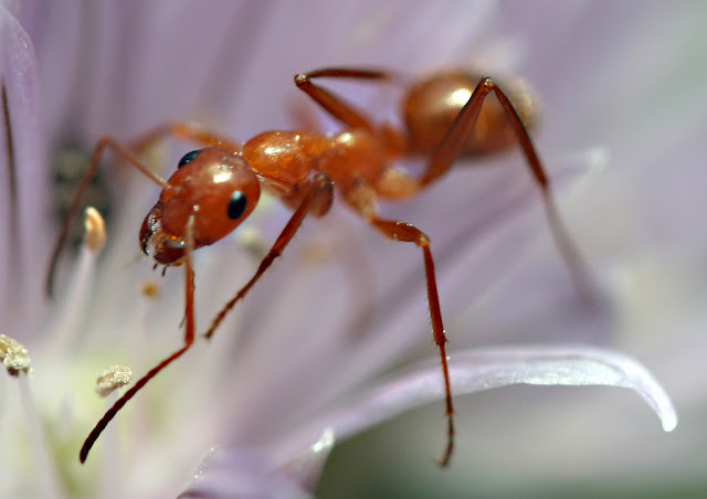 Bulldog Ant hindi Bulldog Ant hindi