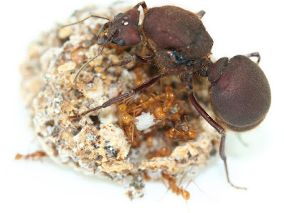 Мравки могат да се телепортират? Atta-cephalotes