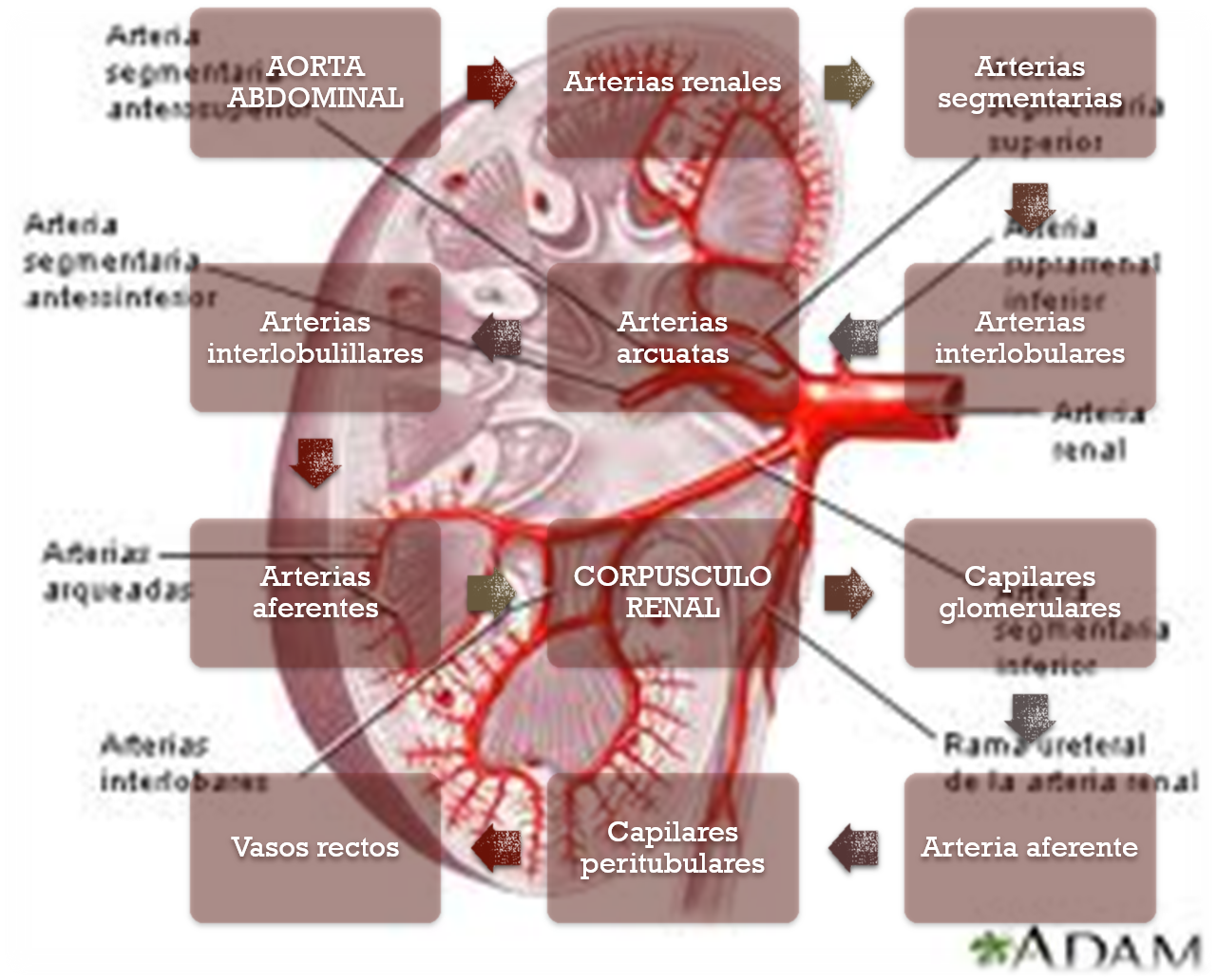 BLOG DE FISIOLOGÍA BÁSICA DE HEYDI CAROLINA ARTALEJO GASTELUM: Anatomía ...