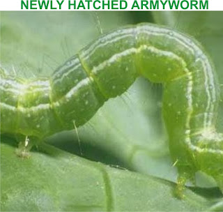 armyworm armyworm