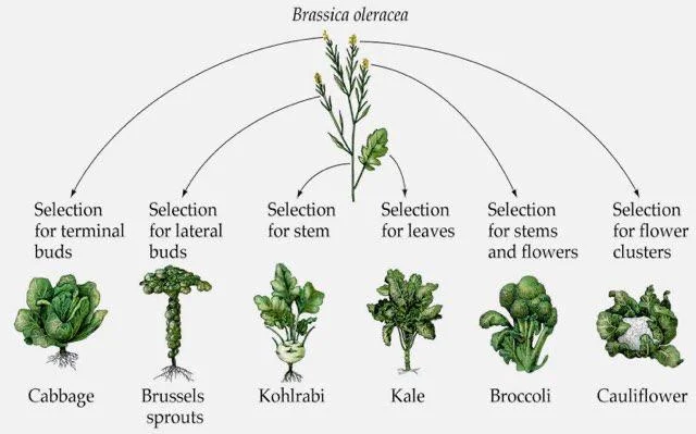 The cultivars of wild cabbag