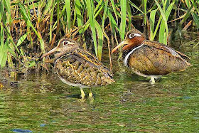 male, female, Greater Painted-snipe,birds