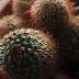 Kaktus Mammillaria spinosissima