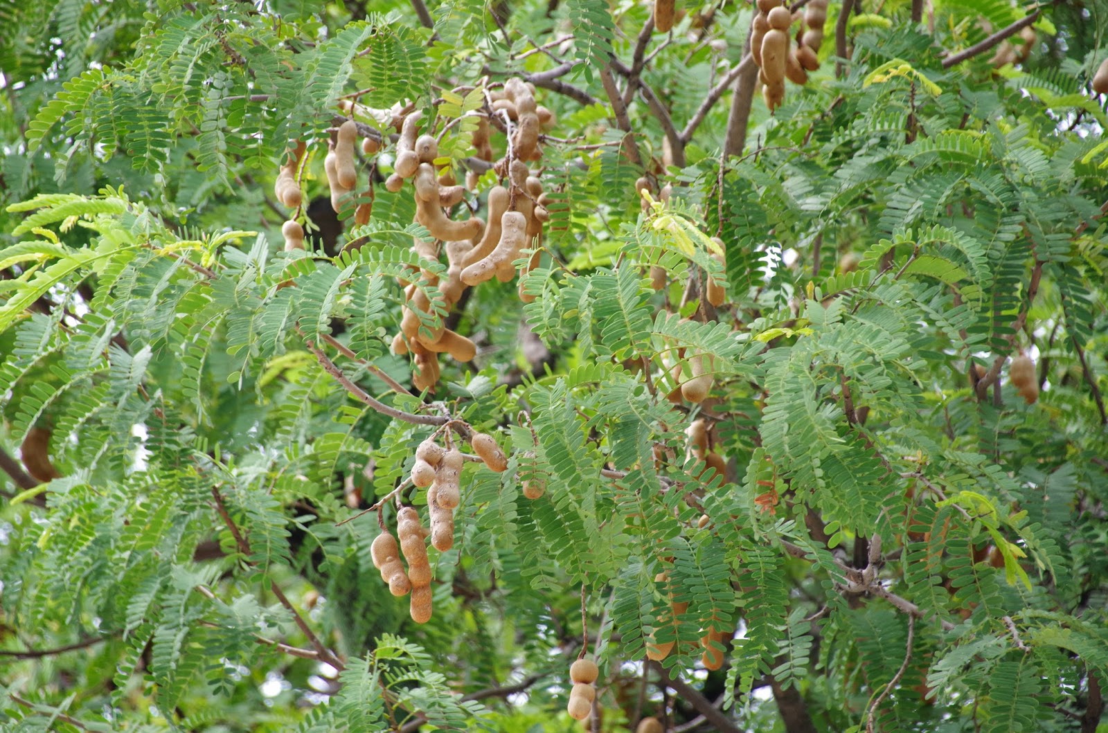 Trees and Plants: Tamarind Tree