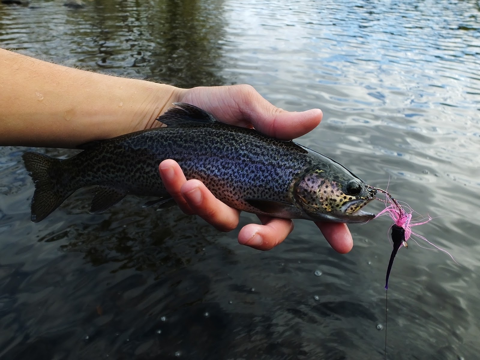 Connecticut Fly Angler Broodstock Salmon with Ben B.