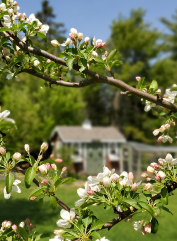 Choosing the Best Location for your Backyard Chicken Coop Fresh Eggs