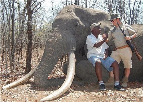 picture of the largest elephant in Africa killed by hunters!