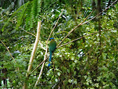 National Bird in Nicaragua