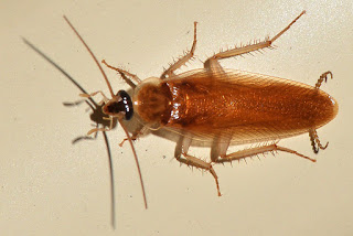 COCKROACHES THE NEW TENANTS IN SEATTLE APARTMENT BUILDING.