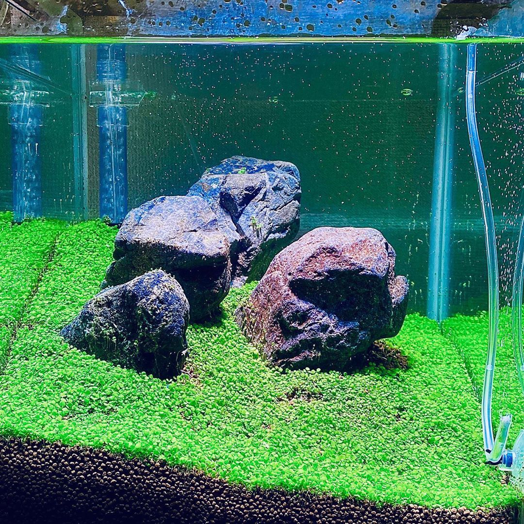 New Setup Nano Cube Iwagumi Planted Tank For Betta Fish