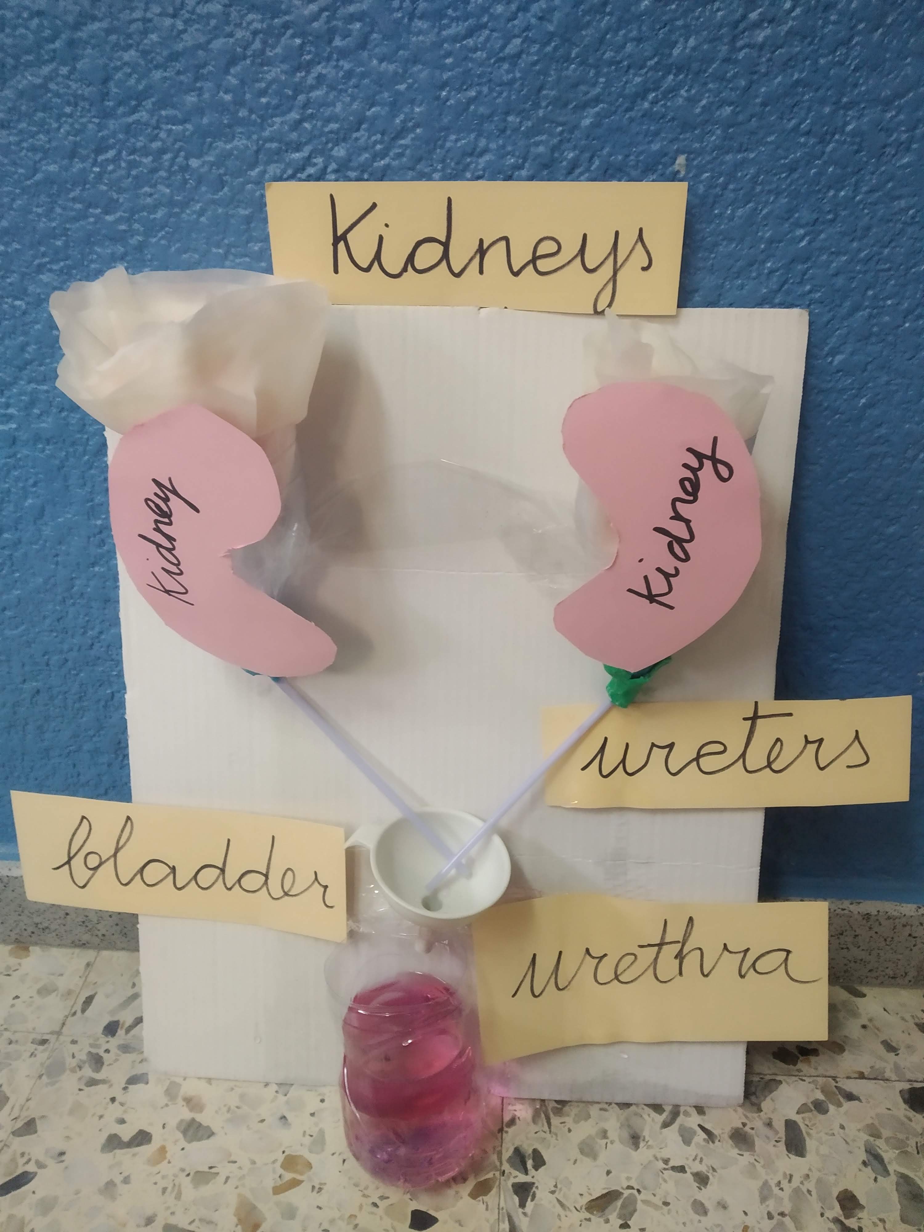Our Primary Classroom Experiment Excretory System 👨‍🔬🧪👩‍🔬