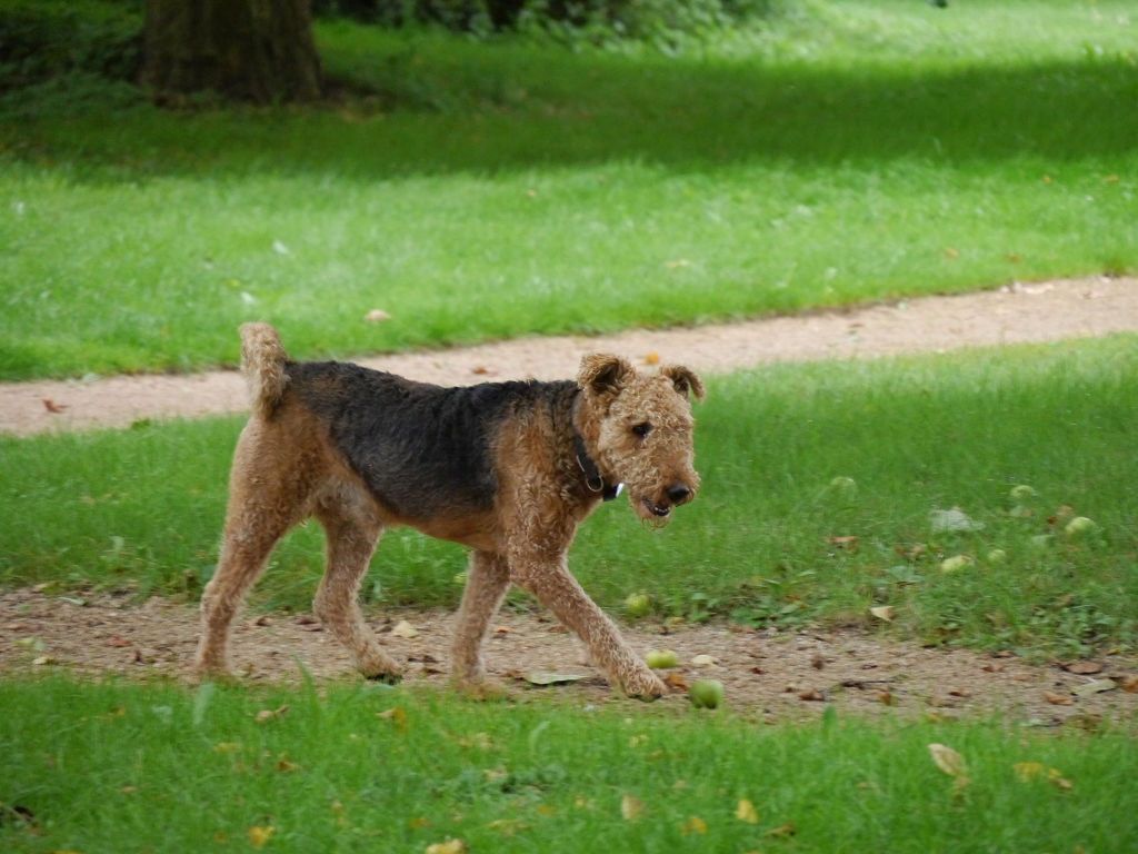 Gunstig Gartnern Deutscher Gartenbuchpreis 2019 Auf Schloss Dennenlohe