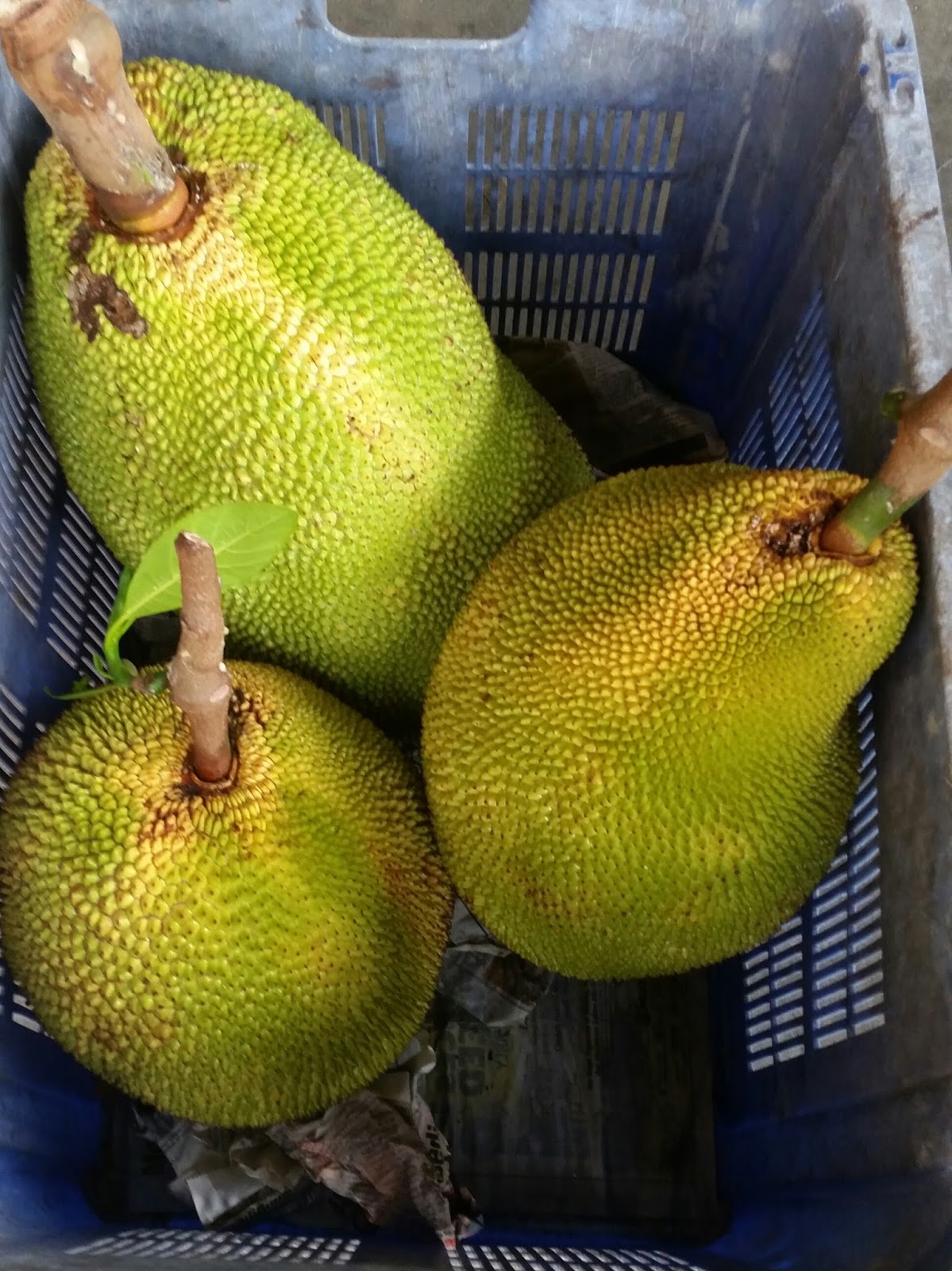 Warisan Petani: Tanaman Nangka 3