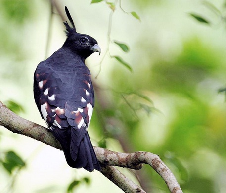 Jenis Jenis Elang Di Indonesia Info Pendidikan Dan Biologi