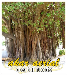 akar aerial roots