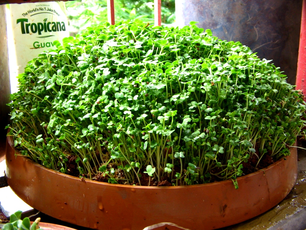 AnnaParabrahma Growing Mustard Greens