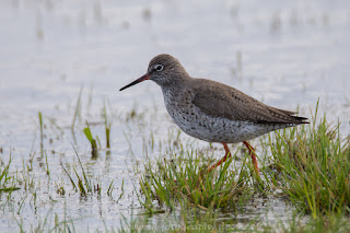 Rotschenkel Naturfotografie Wildlifefotografie Tierfotografie Nikon