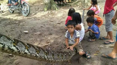 Photos: Man survives after wrestling with a 7-meter python